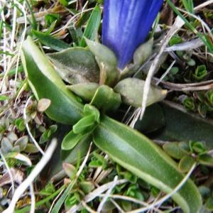 Photographie n°916190 du taxon Gentiana verna subsp. verna 