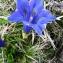  Alain Bigou - Gentiana occidentalis Jakow. [1899]