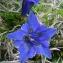  Alain Bigou - Gentiana occidentalis Jakow. [1899]