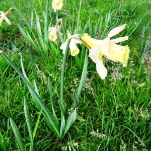 Photographie n°916212 du taxon Narcissus pseudonarcissus subsp. pseudonarcissus 