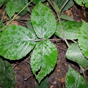 Photographie n°917310 du taxon Rubus caesius L. [1753]