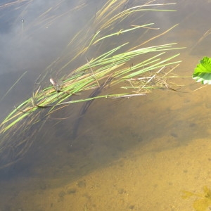 Photographie n°917995 du taxon Sparganium emersum Rehmann [1871]