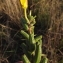  Florent Beck - Oenothera glazioviana Micheli [1875]