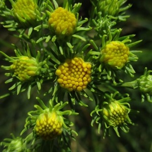 Photographie n°918866 du taxon Aster linosyris (L.) Bernh.