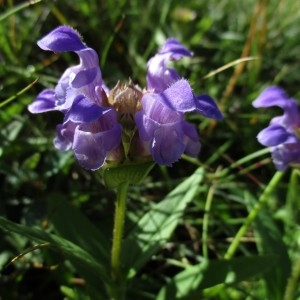 Photographie n°918870 du taxon Prunella grandiflora (L.) Schöller