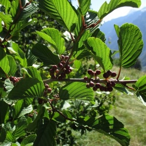 Photographie n°918872 du taxon Rhamnus alpina L.