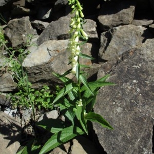 Photographie n°918873 du taxon Digitalis lutea L.