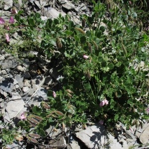 Photographie n°918874 du taxon Ononis rotundifolia L.