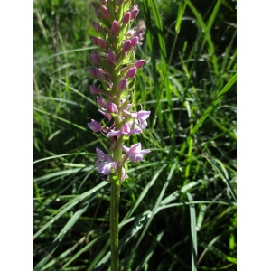 Gymnadenia odoratissima (L.) Rich. (Gymnadène très odorante)
