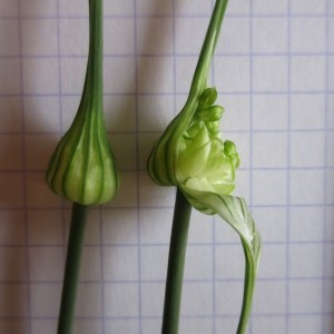 Photographie n°918891 du taxon Allium scorodoprasum L. [1753]