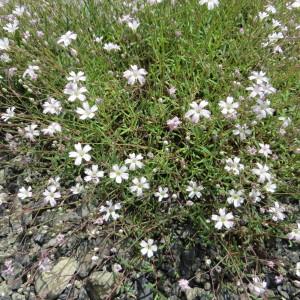 Photographie n°919527 du taxon Petrorhagia saxifraga (L.) Link [1829]