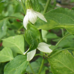 Photographie n°919552 du taxon Capsicum annuum L. [1753]