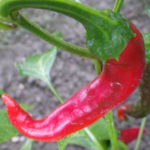 Photographie n°919554 du taxon Capsicum annuum L. [1753]