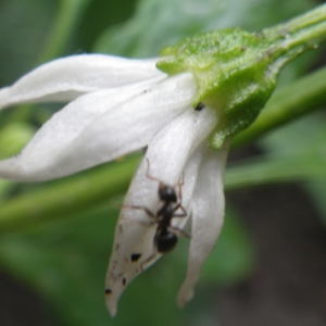 Photographie n°919557 du taxon Capsicum annuum L. [1753]