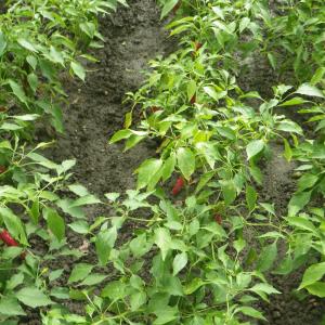 Photographie n°919563 du taxon Capsicum annuum L. [1753]