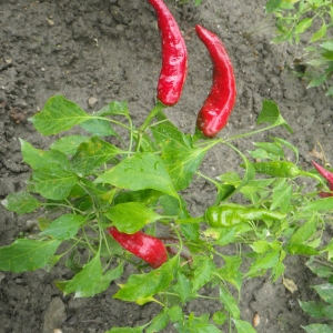 Photographie n°919566 du taxon Capsicum annuum L. [1753]