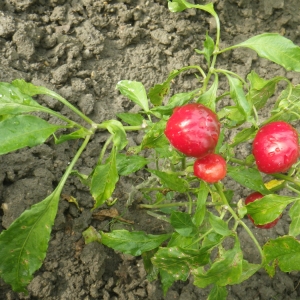 Photographie n°919573 du taxon Capsicum annuum L. [1753]