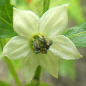 Photographie n°919579 du taxon Capsicum annuum L. [1753]