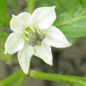 Photographie n°919580 du taxon Capsicum annuum L. [1753]