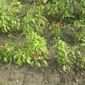 Photographie n°919582 du taxon Capsicum annuum L. [1753]