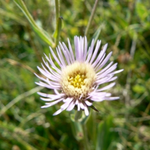 Photographie n°919751 du taxon Erigeron acris subsp. acris 