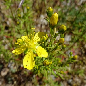 Photographie n°919938 du taxon Hypericum hyssopifolium Chaix [1785]