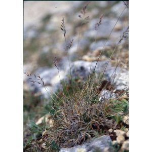 Festuca lahonderei Kerguélen & Plonka (Fétuque de Lahondère)