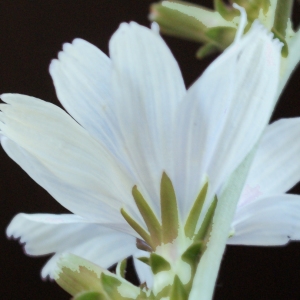 Photographie n°921166 du taxon Cichorium intybus L. [1753]