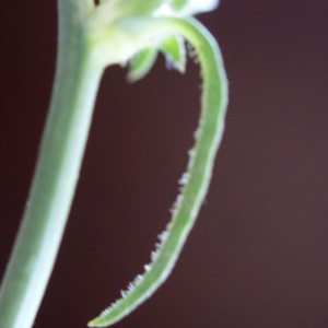 Photographie n°921174 du taxon Cichorium intybus L. [1753]