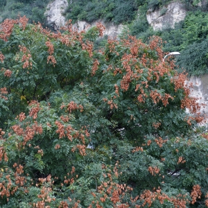 Photographie n°921208 du taxon Koelreuteria paniculata Laxm. [1772]