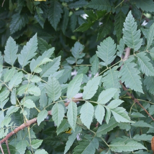 Photographie n°921215 du taxon Koelreuteria paniculata Laxm. [1772]