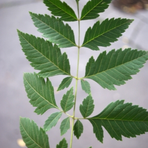 Photographie n°921225 du taxon Koelreuteria paniculata Laxm. [1772]