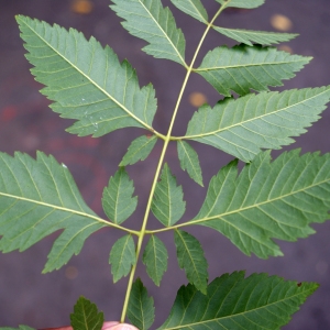 Photographie n°921228 du taxon Koelreuteria paniculata Laxm. [1772]