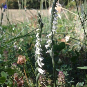 Photographie n°921513 du taxon Spiranthes spiralis (L.) Chevall. [1827]