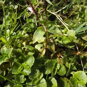 Photographie n°922002 du taxon Epilobium L. [1753]