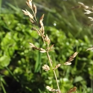 Photographie n°922005 du taxon Poa trivialis L. [1753]