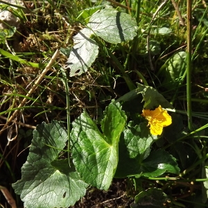 Photographie n°922015 du taxon Caltha palustris L. [1753]