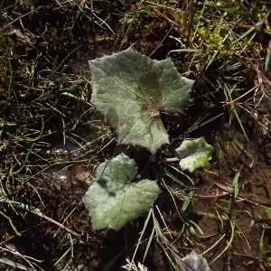 Photographie n°922019 du taxon Tussilago farfara L. [1753]