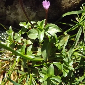 Photographie n°922025 du taxon Epilobium L. [1753]