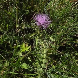 Photographie n°922040 du taxon Cirsium acaulon (L.) Scop. [1769]