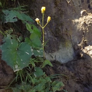 Photographie n°922061 du taxon Crepis paludosa (L.) Moench [1794]