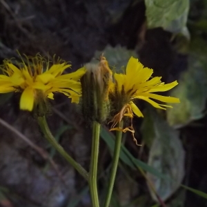 Photographie n°922062 du taxon Crepis paludosa (L.) Moench [1794]