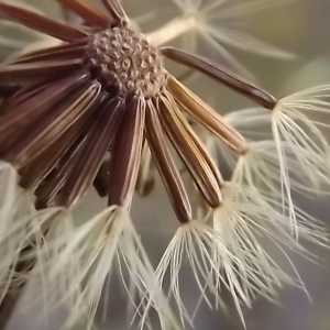 Photographie n°922063 du taxon Crepis paludosa (L.) Moench [1794]