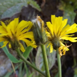 Photographie n°922064 du taxon Crepis paludosa (L.) Moench [1794]