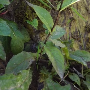 Photographie n°922066 du taxon Crepis paludosa (L.) Moench [1794]