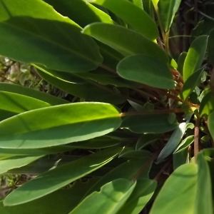Photographie n°922096 du taxon Anthyllis vulneraria L. [1753]