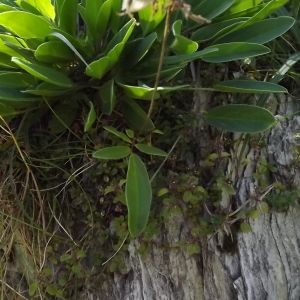 Photographie n°922097 du taxon Anthyllis vulneraria L. [1753]