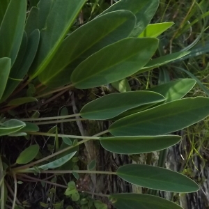 Photographie n°922098 du taxon Anthyllis vulneraria L. [1753]