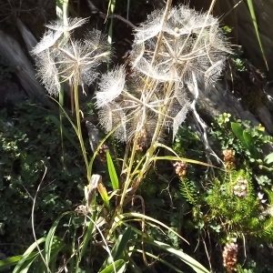 Photographie n°922099 du taxon Tragopogon L. [1753]