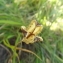  Florent Beck - Fritillaria pyrenaica L. [1753]